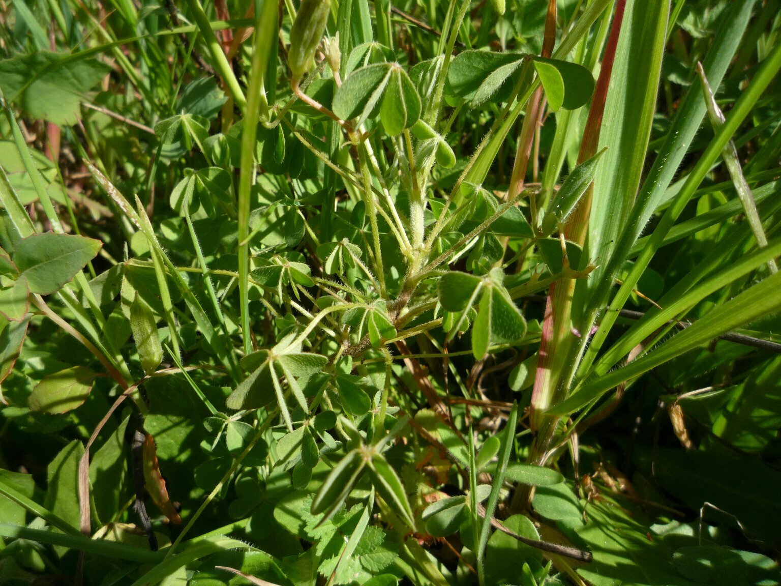 High Resolution Oxalis corniculata Leaf